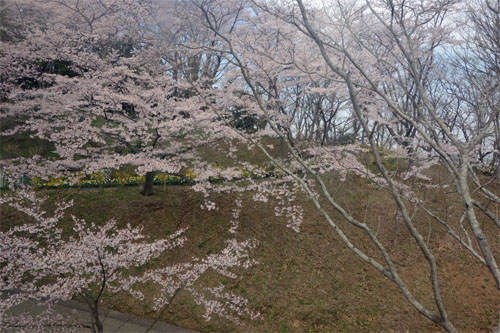 船岡9.jpg