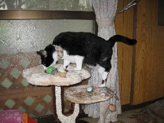 クロ・みかん　2012.10.02 001.jpgブログ.jpg