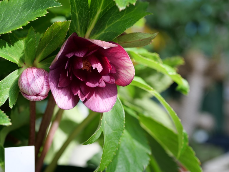 10th 蜃気楼交配開花！ | 植物男子ツボニワー - 楽天ブログ