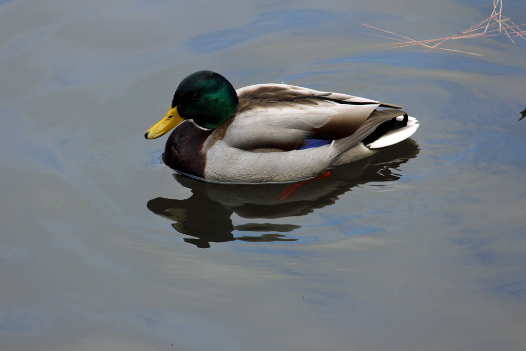 マガモ（明治神宮）