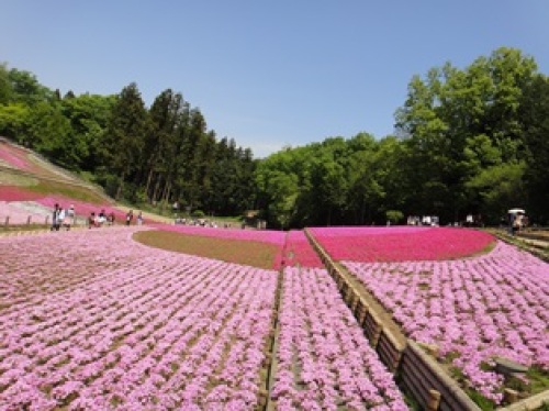 芝桜3.jpg