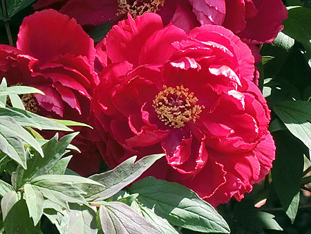 牡丹と芍薬の違い 写真総動員で比べみた ニャンコと毎日健康日和 楽天ブログ