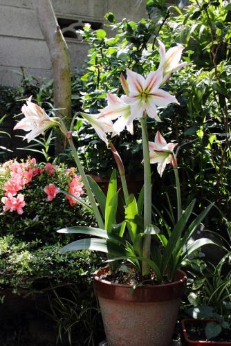 20160521 アマリリス 白 2.jpg