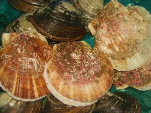 DSCN0932 (300x225).jpg