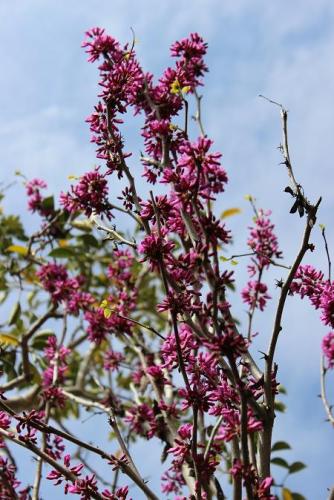 20150404 ハナズオウ.jpg