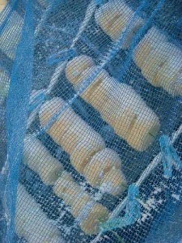 DSCN3884 (300x225).jpg