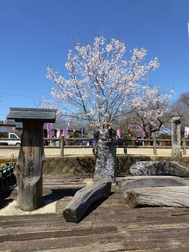 下野市_天平の丘公園_薄墨桜_10.jpg