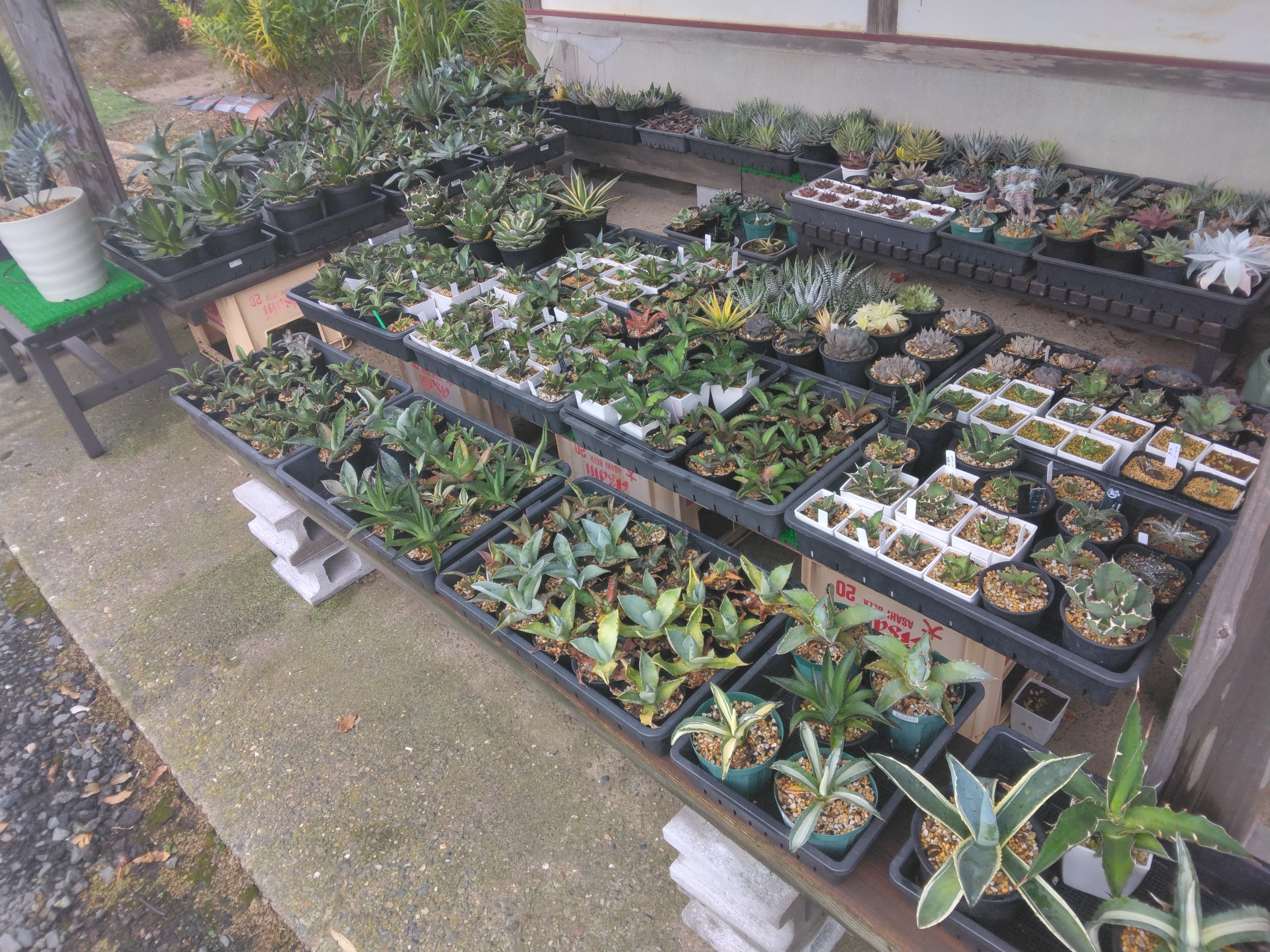 アガベ】葉焼けやってしまった、、、 | YOSS🌱GARÐEN - 楽天ブログ アガベ】葉焼けやってしまった、、、 | YOSS🌱GARÐEN - 楽天ブログ