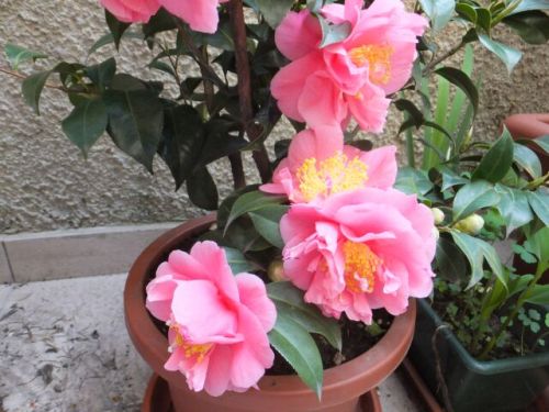 31 lunedi camelia.jpg
