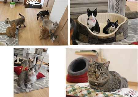 里親募集型保護猫カフェ にゃんこメリー ２回目 あずきちゃん 猫 のお散歩ブログ 楽天ブログ