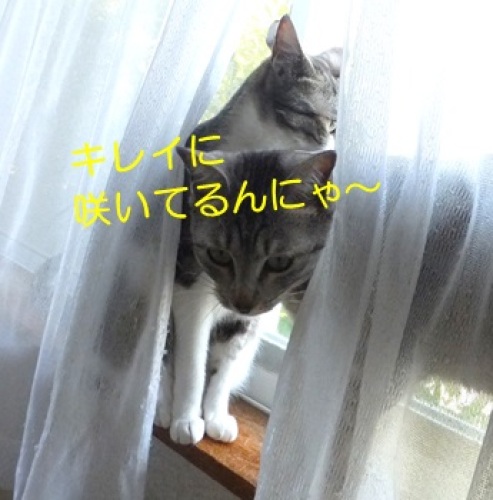 20130510_5.jpg
