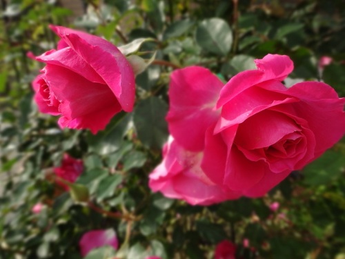 DSC00193 - コピー.jpg