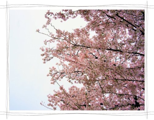 岩倉桜まつり　五条川