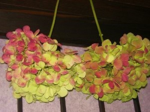 DSCN1948 (300x225).jpg