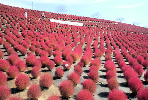 ドイツ村コキアの丘 Buffieblog 楽天ブログ