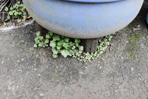 20160403 ツタバウンラン 4.jpg