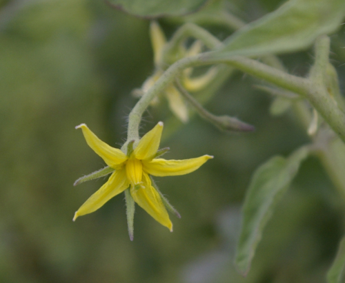 トマトの花.jpg