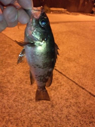 4月23日 メバル節（12センチ）.JPG