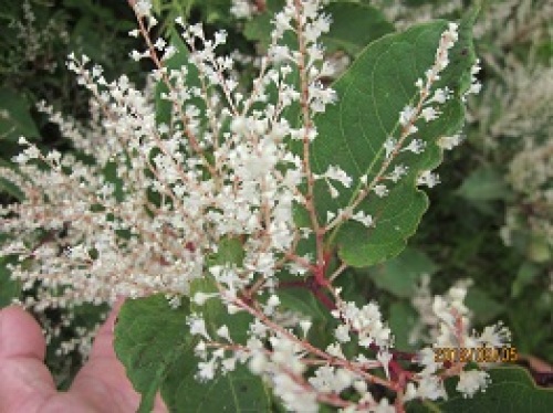 IMG_3039仙石原の花白バージョン.jpg