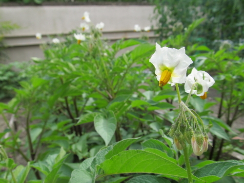 ジャガイモのお話 せまなーる クルティーボ りあっこの菜園日記 楽天ブログ