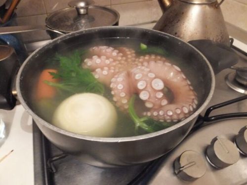 24 martedi piovra.jpg