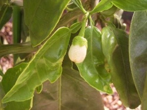 DSCN8129 (300x225).jpg