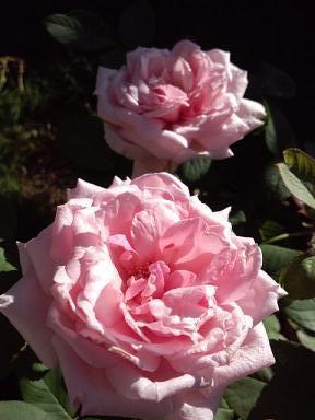 0816-3(V.2012_08_16__07_12_50).jpg