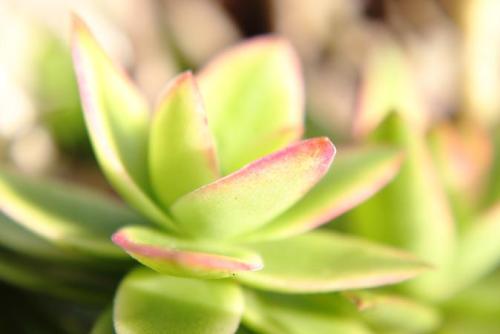 21050919 多肉3.jpg