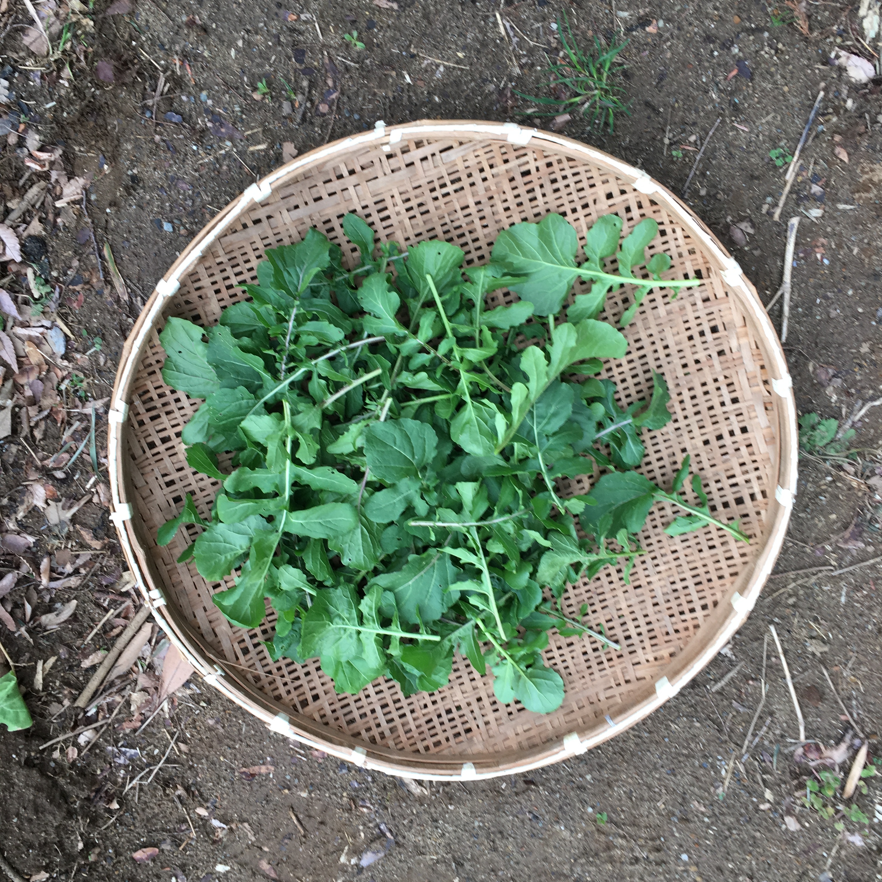 ルッコラの収穫 Futtutyの菜園ブログ 楽天ブログ