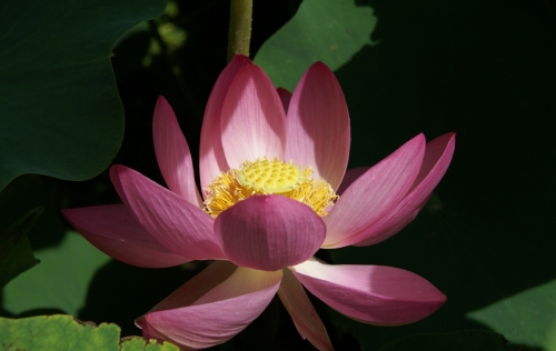 大賀蓮稲泉寺 (1280x810).jpg