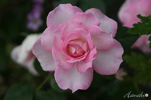 20120516薔薇散歩51.jpg