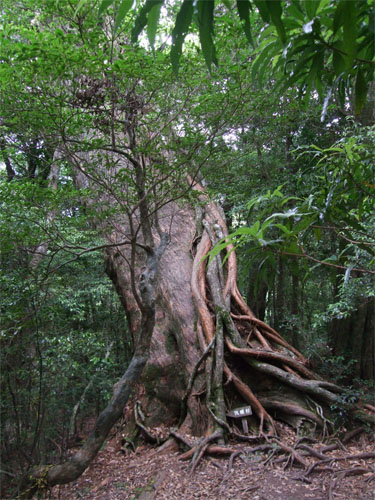 屋久島53.jpg