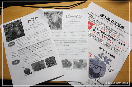 ミニトマトの育て方 130414tomato3.jpg