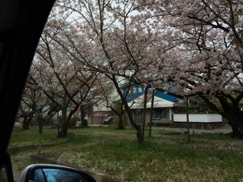 1604桜１１.jpg