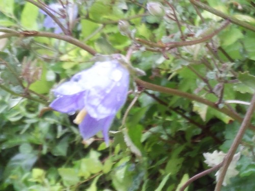 7月2日　かわいい紫の花.JPG