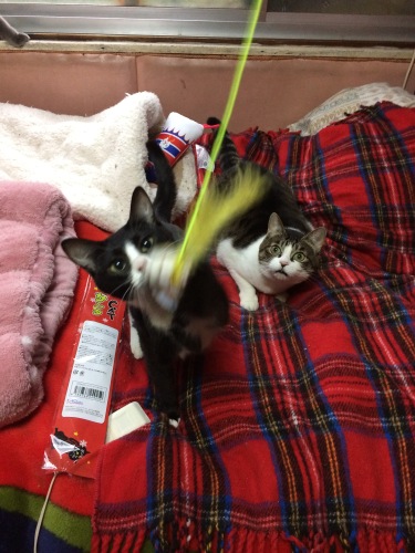 IMG_0651 - コピー.JPG