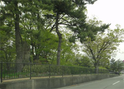 川中島.jpg