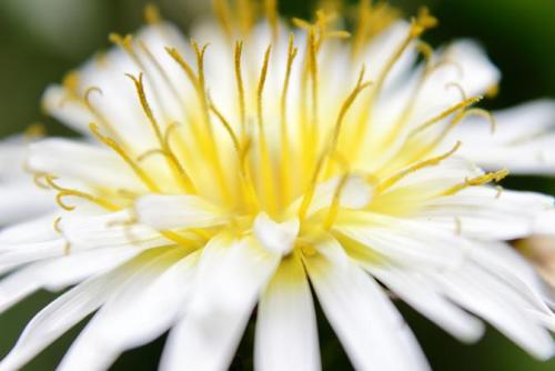 20160402 白タンポポ3.jpg