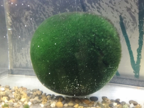 IMG_8246 (640x480).jpg