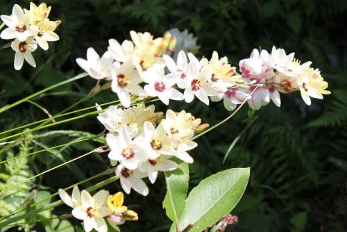 20150505 イキシア.jpg