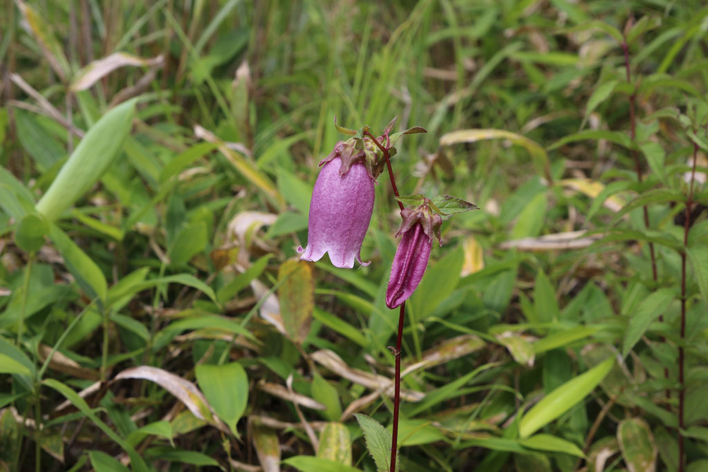 ヤマホタルブクロ