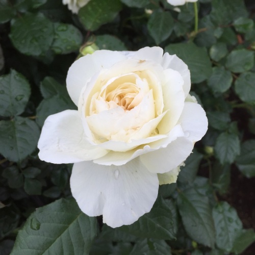 2016-05-06 14.41.30.jpg