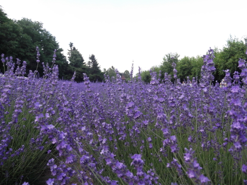 DSCF2360.JPG
