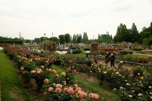 16.May.2017 INA ROSE GARDEN-1.jpg