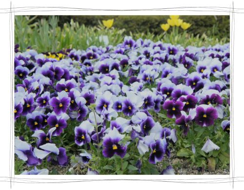 パンジー　