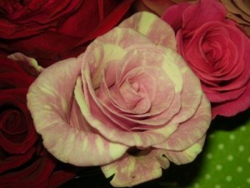 DSCN6726 (300x225).jpg