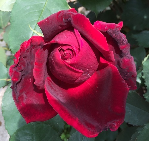 2016-04-26 13.15.05.jpg