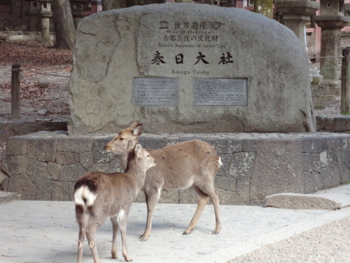 DSC01325.JPG