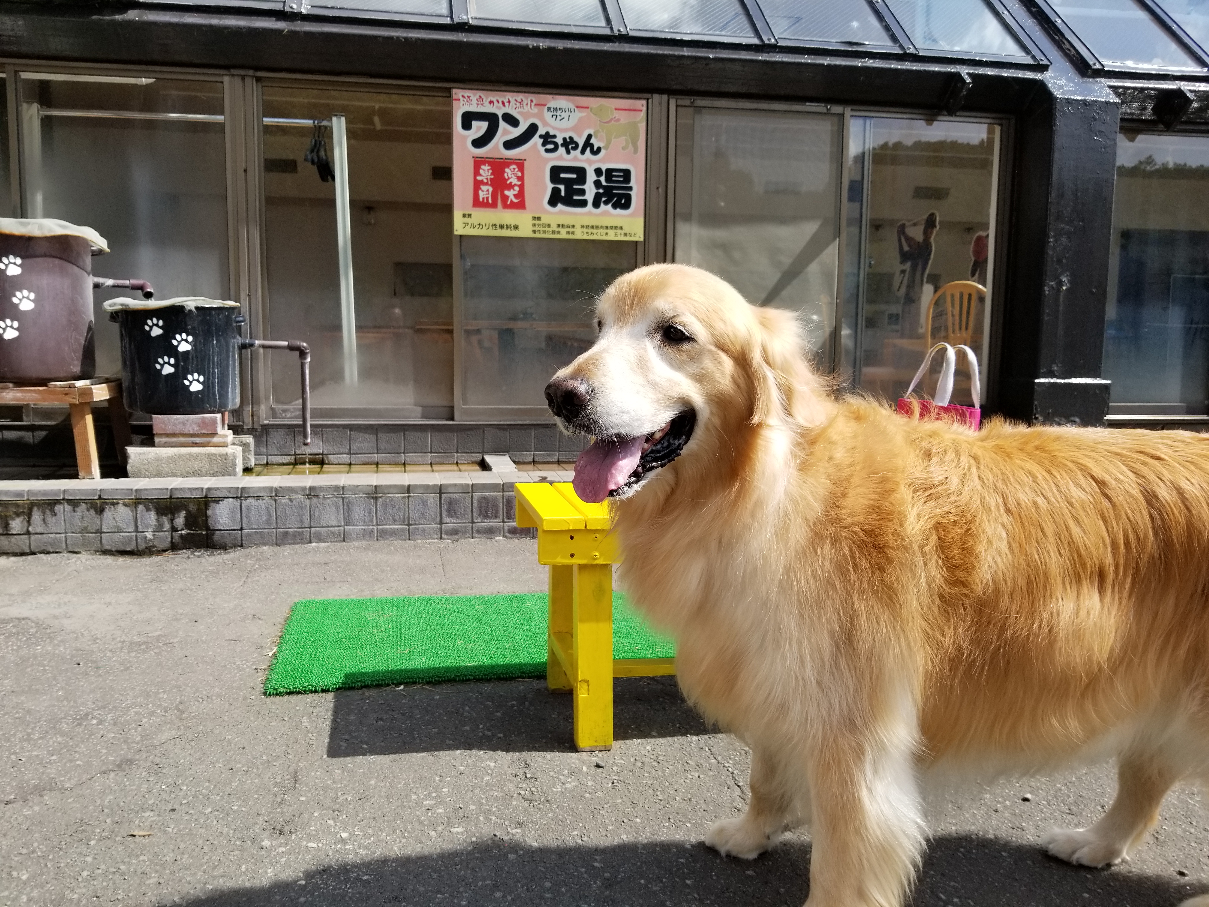 大型犬と泊まれる宿 北海道 楽天ポイント貯めてます 楽天ブログ