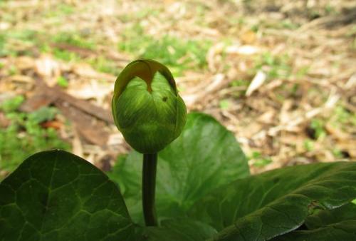 20150228 ヒメリュウキンカ2.jpg